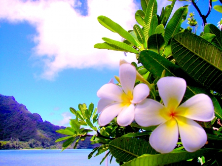  áƒ¦â™¡áƒ¦  PLUMERIA PARADISE for ADI  áƒ¦â™¡áƒ¦  - beach, pretty, mountain, paradise, island, water, flowers, plumeria