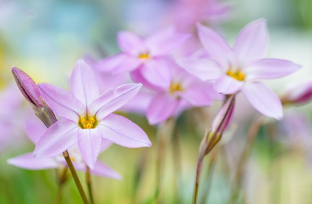 Pretty - pretty, delicate, mauve, macro, spring, flower