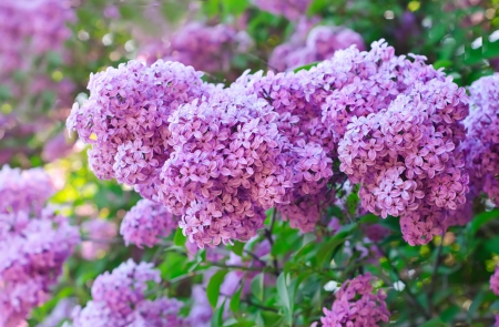 Lilac - nature, lilacs, flowers, lilac, flower