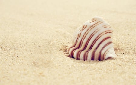 Shell - shells, shell, sand, macro