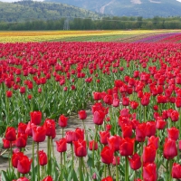 Red Tulips