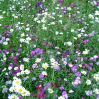 Field flowers