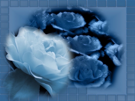 BLUE ROSE FOR CORY - ROSES, WHITE, DEW, PETALS, BLUE, FLOWERS