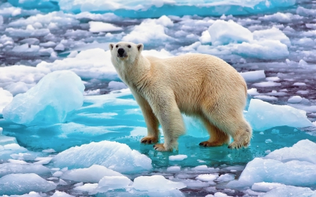 Polar Bear on an Ice Flow - bear, animals, ice, polar