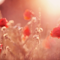 Sunset in poppy field