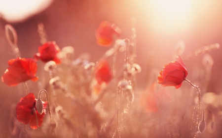 Sunset in poppy field - field, spring, poppy, sunset, nature