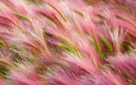 Foxtail Barley - barley, foxtail, nature, spring, nat