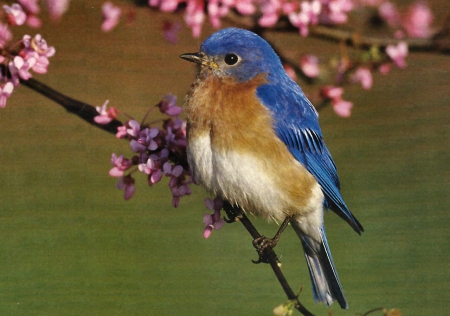 Eastern Bluebird F2C - bird, avian, photography, spring, photo, wide screen, bluebird, animal, wildlife