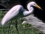 Snowy Egret