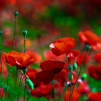 Poppies