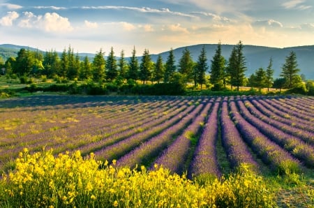 Sunny Day - purple, landscape, flowers, spring, sky, sunny, clouds, splendor, field, lavender, trees, nature