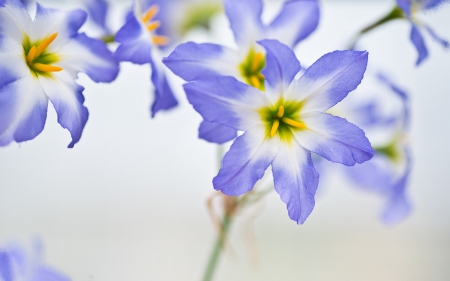 Elegant - macro, blue, elegant, spring, flower