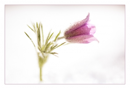 Anemone - flowers, anemone, spring, flower