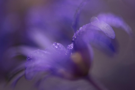 Purple Dreams - flowers, purple, dream, macro