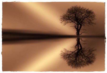 Secret Tree - nature, tree, reflection, secret