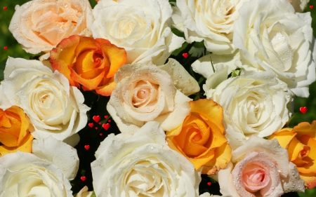 Beautiful Roses - roses, beautiful, colourful, patails, flower