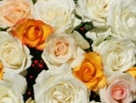 Beautiful Roses