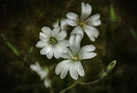 White Flowers - white, nature, flowers, macro