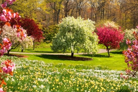 Spring beauty - blossoms, blooming, meadow, pretty, beautiful, spring, fragrance, season, grass, scent, flowering, lovely, field, trees