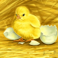 Chick