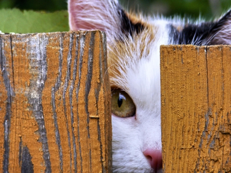 Cat - sleeping, cat face, hat, cat, kitty, animals, lovely, kitten, paws, face, pretty, cats, beautiful, cute