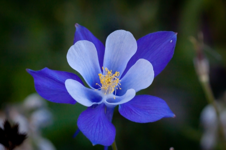 Blue Columbine - nature, cute, blue, columbine