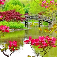 Spring flowers and bridge in park