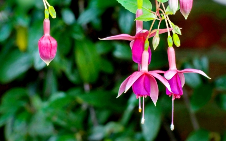 Pink fuchsia flowers - lovely flowers, spring, forest, flower, colors of nature, colorful, nature, plants, fuchsia