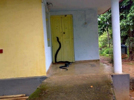 KNOCK KNOCK, WHO'S THERE - DOOR, REPTILE, BIG, SNAKE