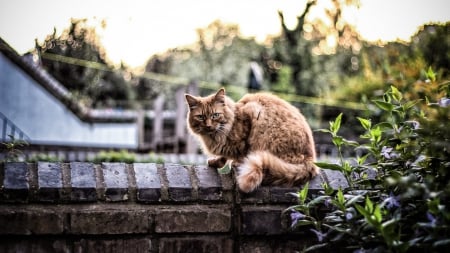 Cat - sleeping, cat face, hat, cat, kitty, animals, lovely, kitten, paws, face, pretty, cats, beautiful, cute