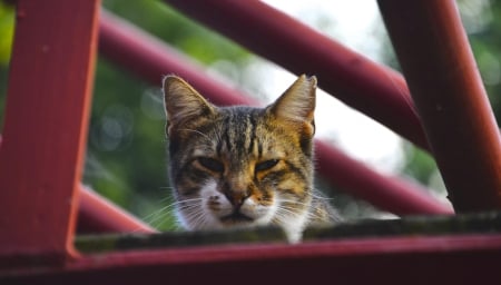 Cat - paws, face, pretty, cute, animals, beautiful, cat, sleeping, kitty, cats, kitten, hat, lovely, cat face