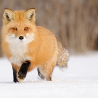 Fox