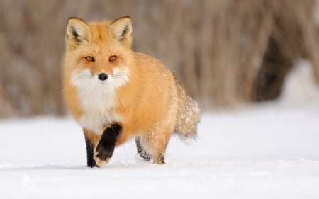 Fox - fur, animal, snow, fox