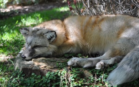 Fox - photo, animal, nature, fox