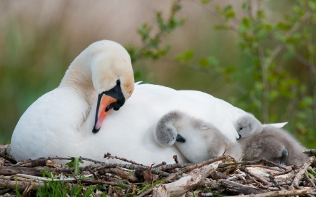 Bath time! - bird, swan, bath, baby, white, nest, green, chicks, cute, mother