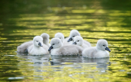 Swan chicks - swan, chick, baby, water, green, cute