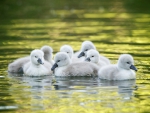 Swan chicks