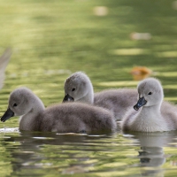 Swan chicks