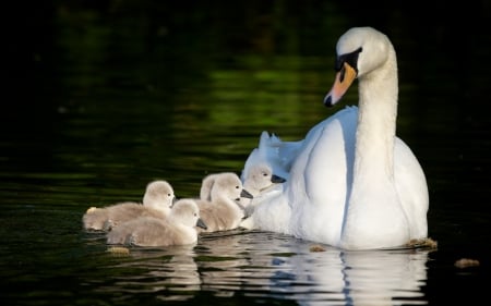 Swan family - swan, water, mother, bird, white, baby, chicks, family, green