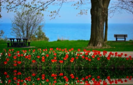 Springtime Park - blossoms, tulips, spring, refelection, bench, scenery, places, tree, trees, nature, colors