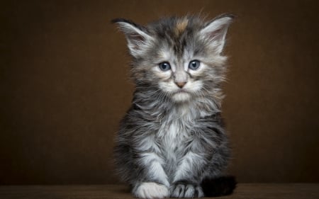 â™¥ - animal, cute, kitten, cat, sad, grey