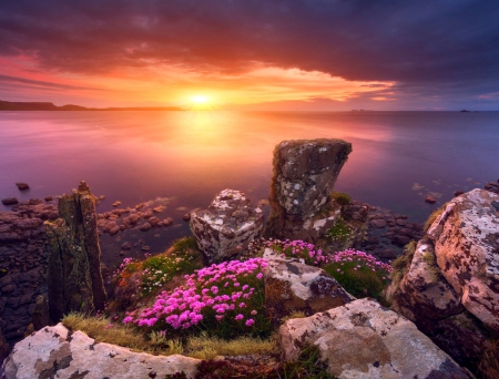 Dedicating Flowers To Sunset - hills, shoreline, beautiful, Scotland, sea, flowers, purple clouds, yellow sunset, sky, rocks