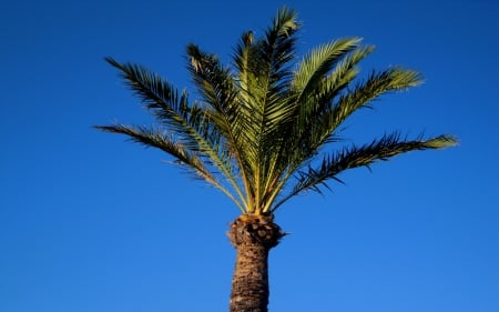 Palm - sky, skys, blue, palms, green, leaves, palm