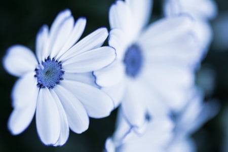 The Rule of Blue - rule, flowers, flower, blue