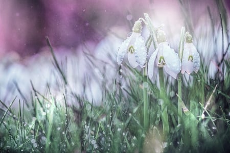 SPRING IS HERE! - nature, grass, spring, flower, drops