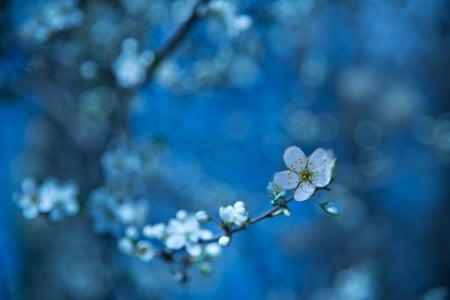 Spring - nature, tree, flowers, spring