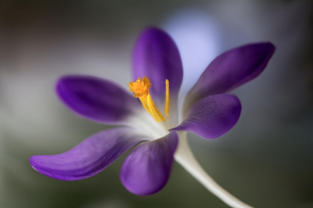 Purple... - nature, purple, flowers, flower