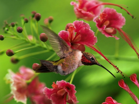 Flowers and Hummingbird - leaves, green, flowers, bird