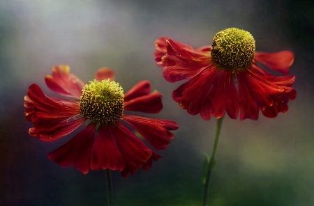 Flowers - nature, flowers, flower, red