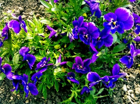 pansys â—•â€¿â—• - flowers, nature, pansy, blue